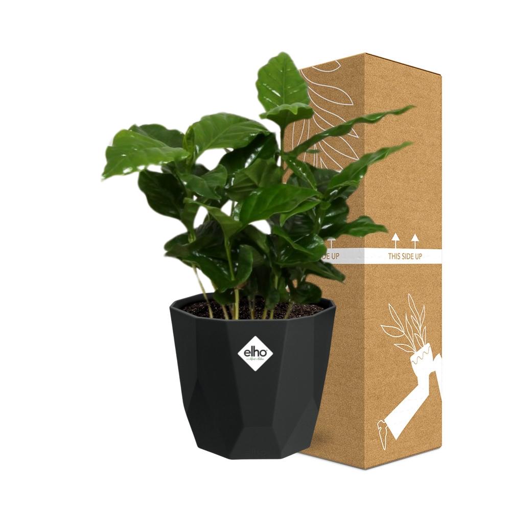 Coffea Arabica – Pflegeleichte Kaffeepflanze im 14cm Topf