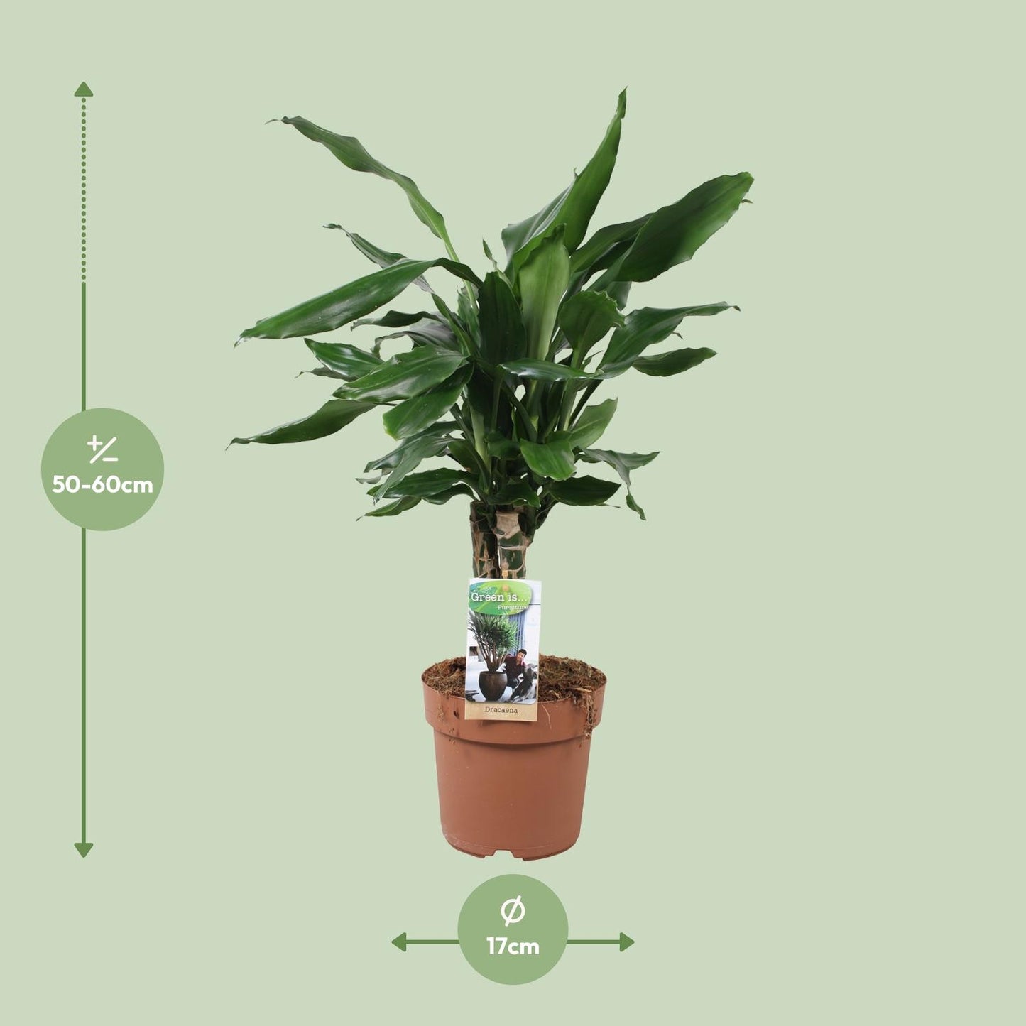 Drachenbaum Steudneri Green – 55 cm pflegeleicht & robust