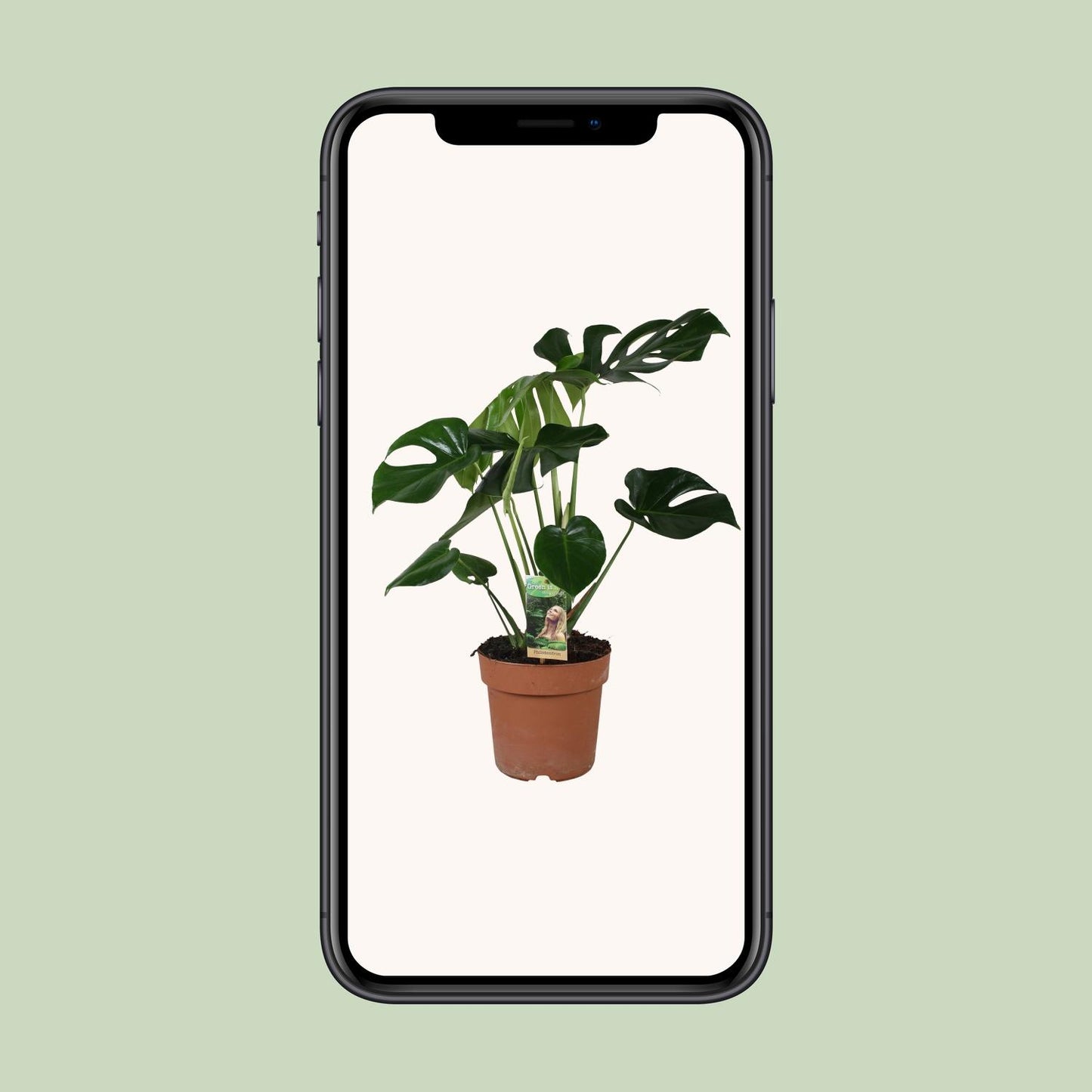 Monstera Deliciosa – Tropische Zimmerpflanze Ø21cm, 80cm hoch