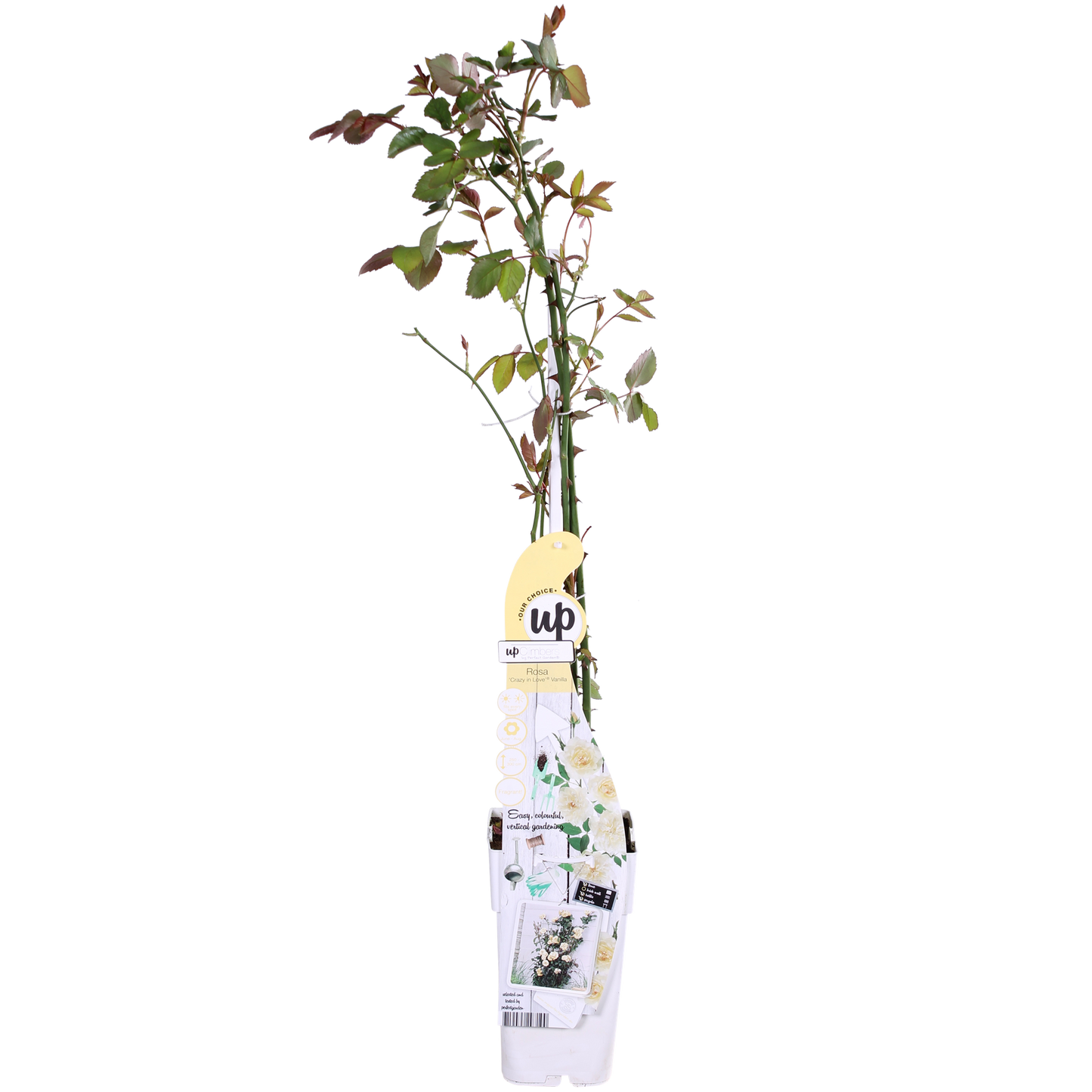Kletterrose 'Vanilla' – Cremeweiße Blüten, 65 cm