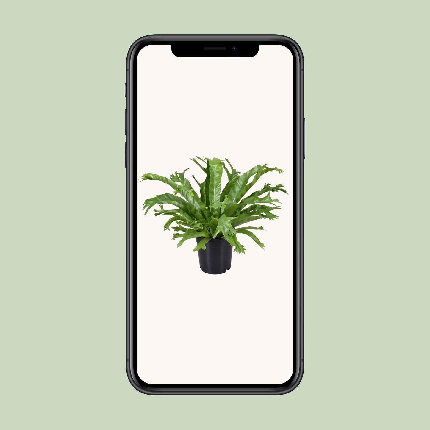 Asplenium nidus Crissie – Pflegeleichter Nestfarn Ø17cm