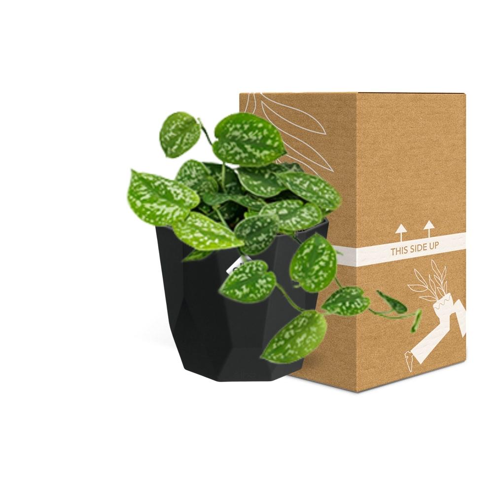 Scindapsus Pictus ‘Argyraeus’ – pflegeleichte Luftreiniger-Pflanze 14cm