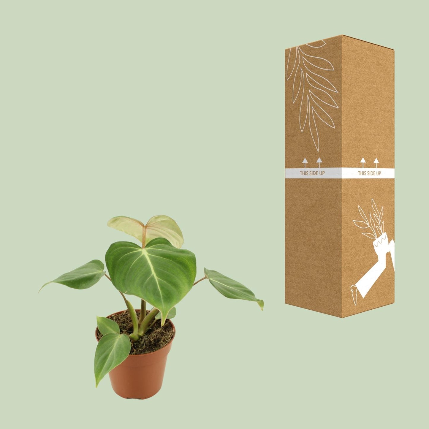 Philodendron Gloriosum – pflegeleichte Zimmerpflanze Ø12cm