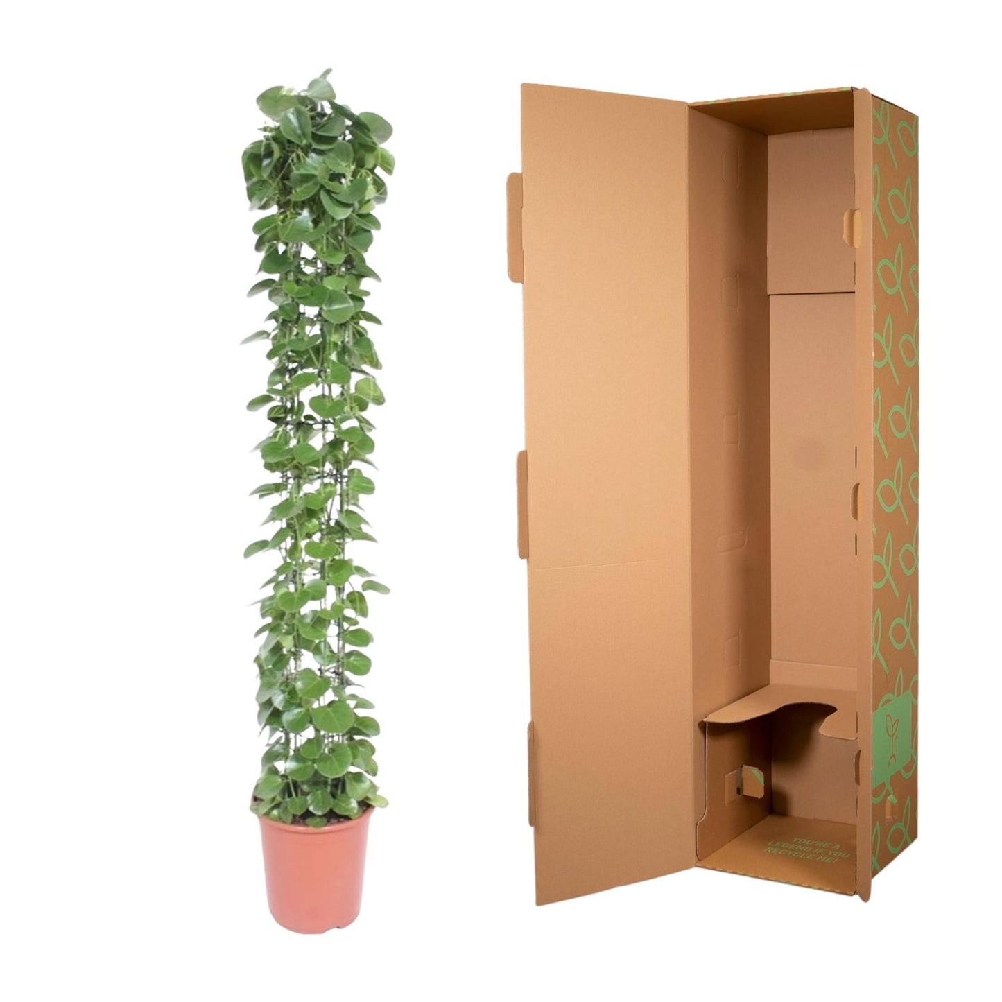 Cissus rotundifolia Gaasrek – Pflegeleichte Kletterpflanze 160 cm