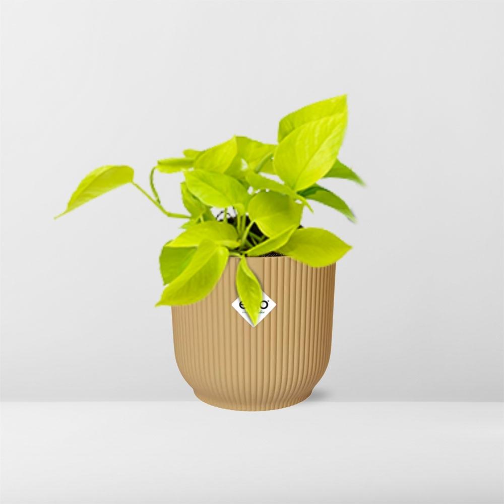 Epipremnum Pinnatum ‘Golden Pothos’ in ELHO Vibes Fold 14cm Gelb