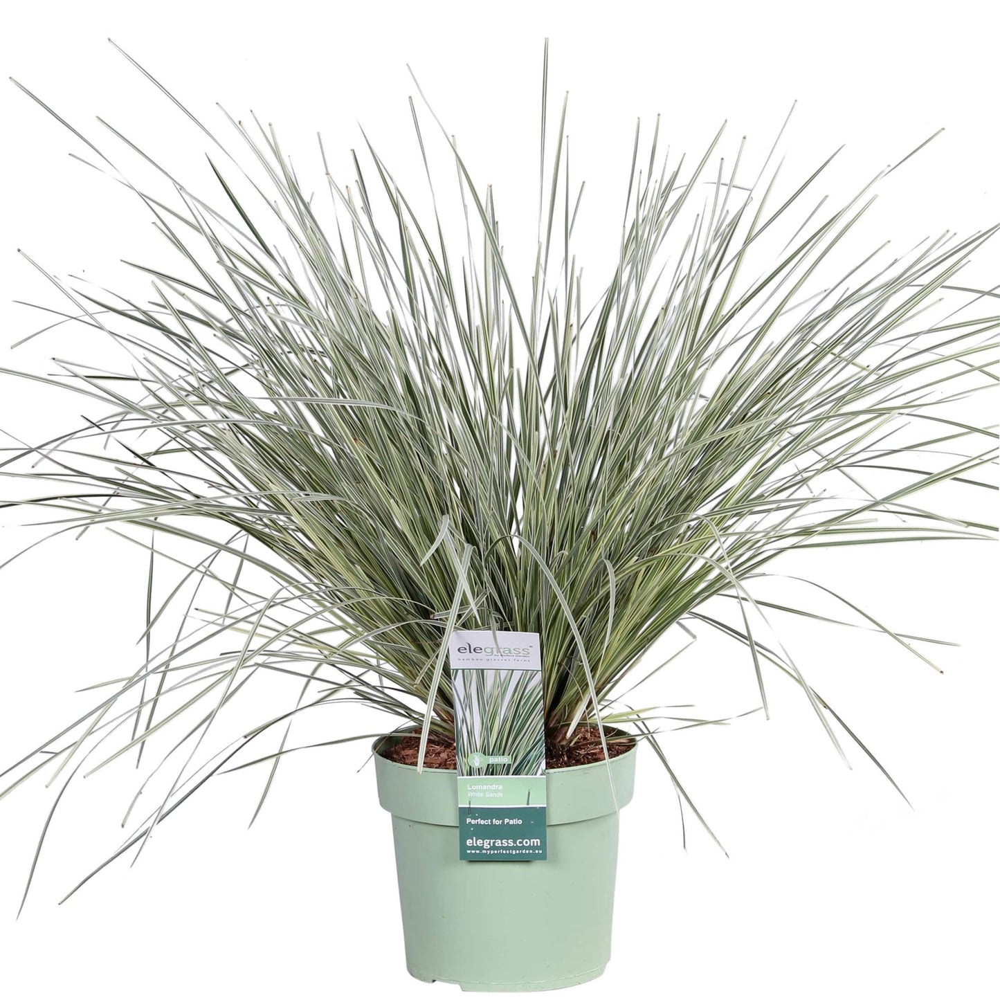 Lomandra longifolia 'White Sands' – Pflegeleichte Terrassenpflanze