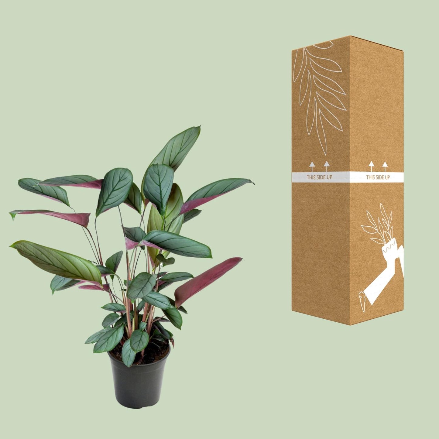 Ctenanthe Setosa – Pflegeleichte Trendpflanze Ø17cm