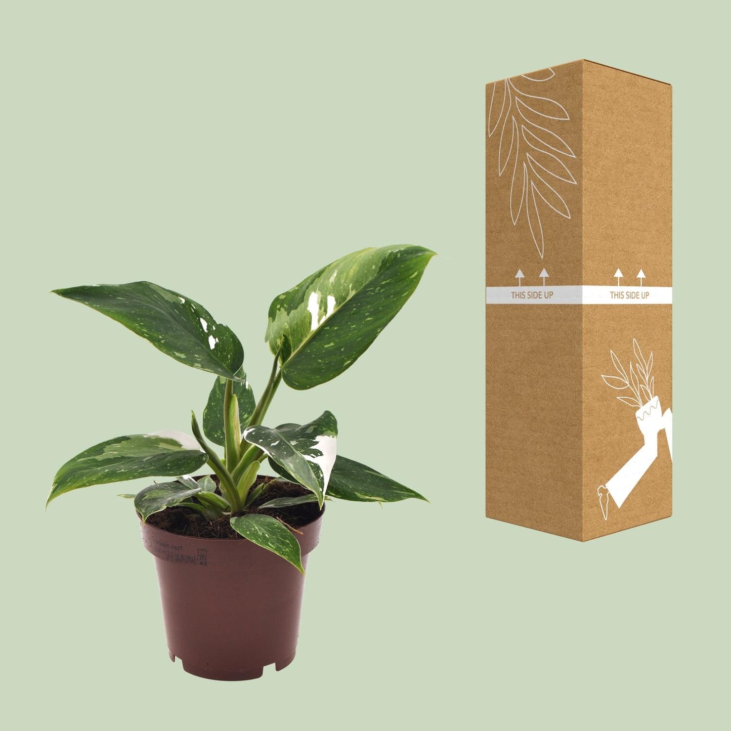 Philodendron White Princess – Elegante Zimmerpflanze Ø12cm