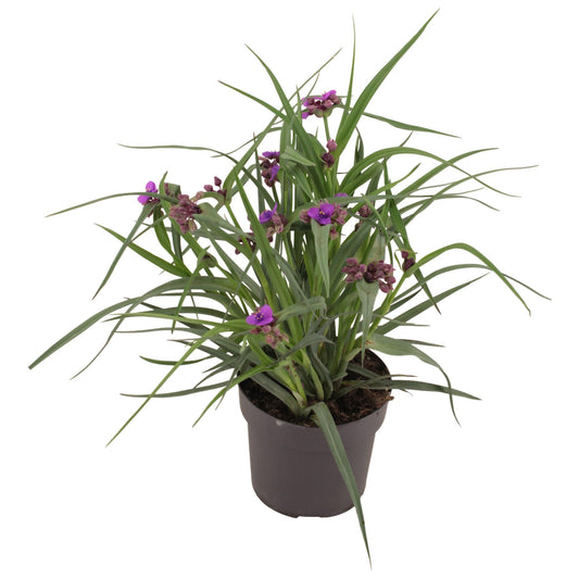 Tradescantia Brainstorm – Pflegeleichte Trendpflanze Ø17cm