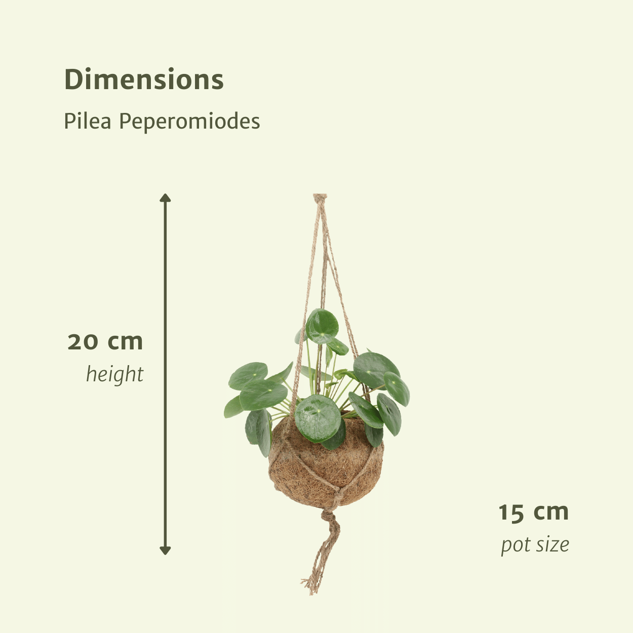 2x Kokodama Pilea Peperomiodes – Pfannkuchenpflanze 20cm