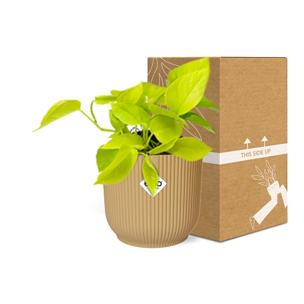 Epipremnum Pinnatum ‘Golden Pothos’ in ELHO Vibes Fold 14cm Gelb