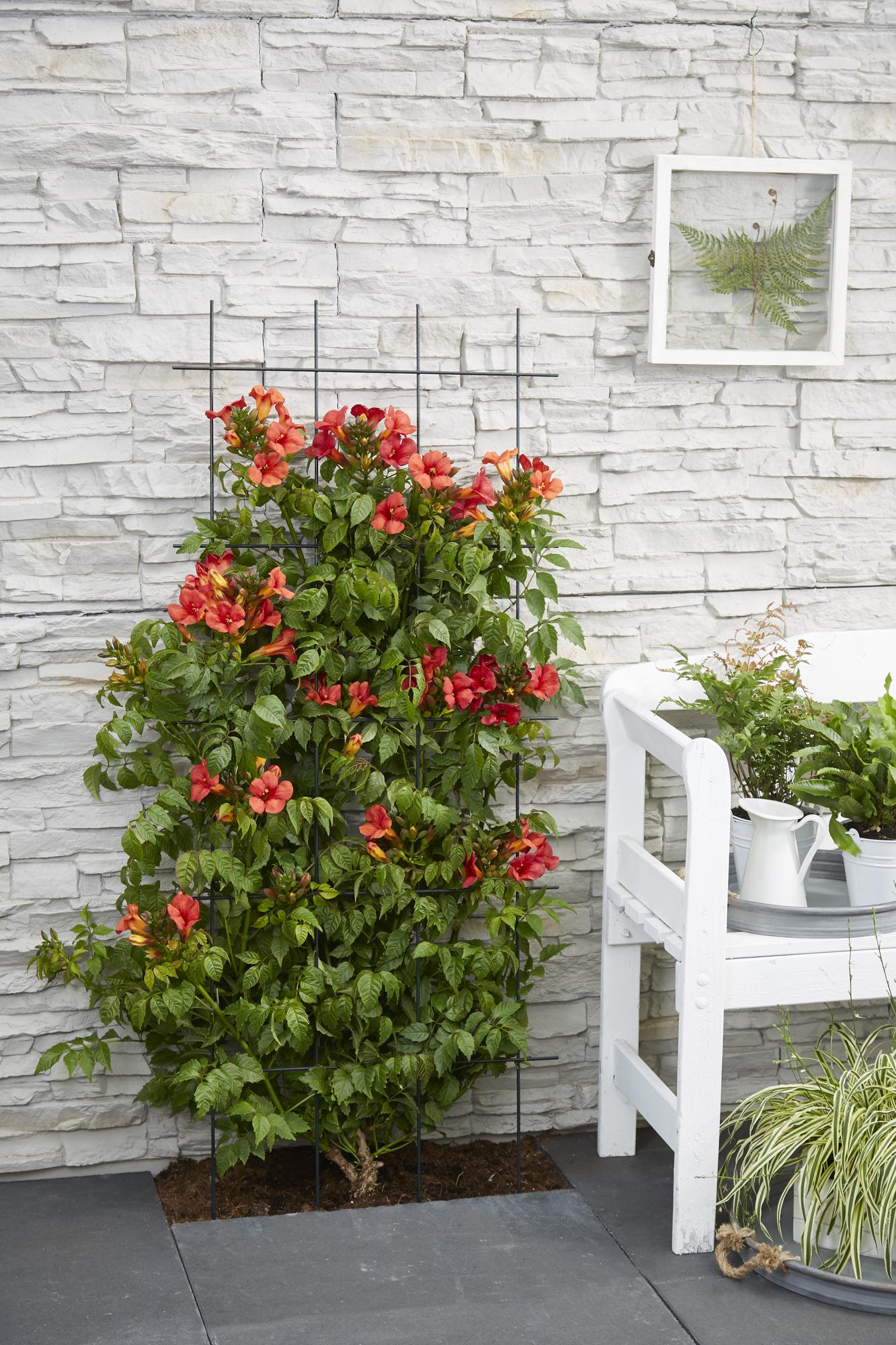 2x Campsis Summer Jazz 'Fire Trumpet' – Rote Trompetenblüte, 65 cm