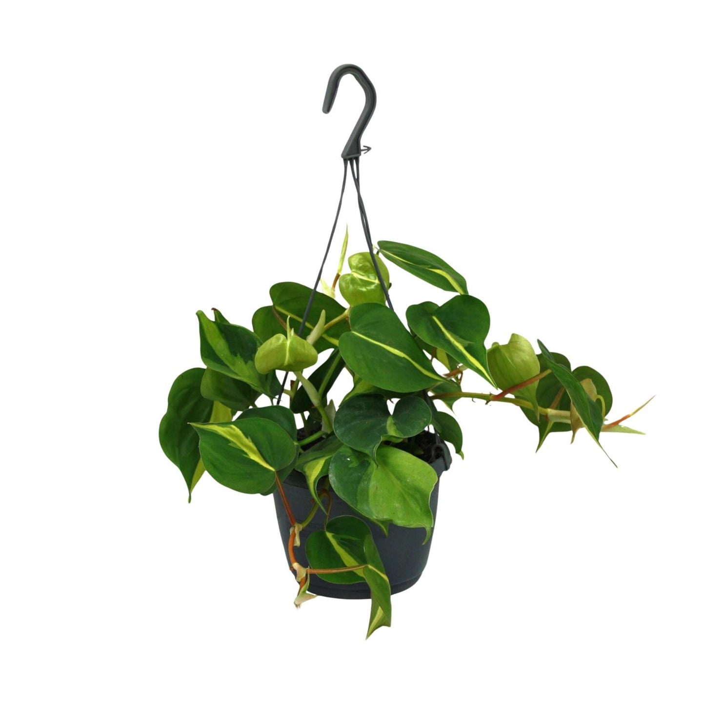 Philodendron Scandens Brasil – Pflegeleichte Zimmerpflanze Ø15cm