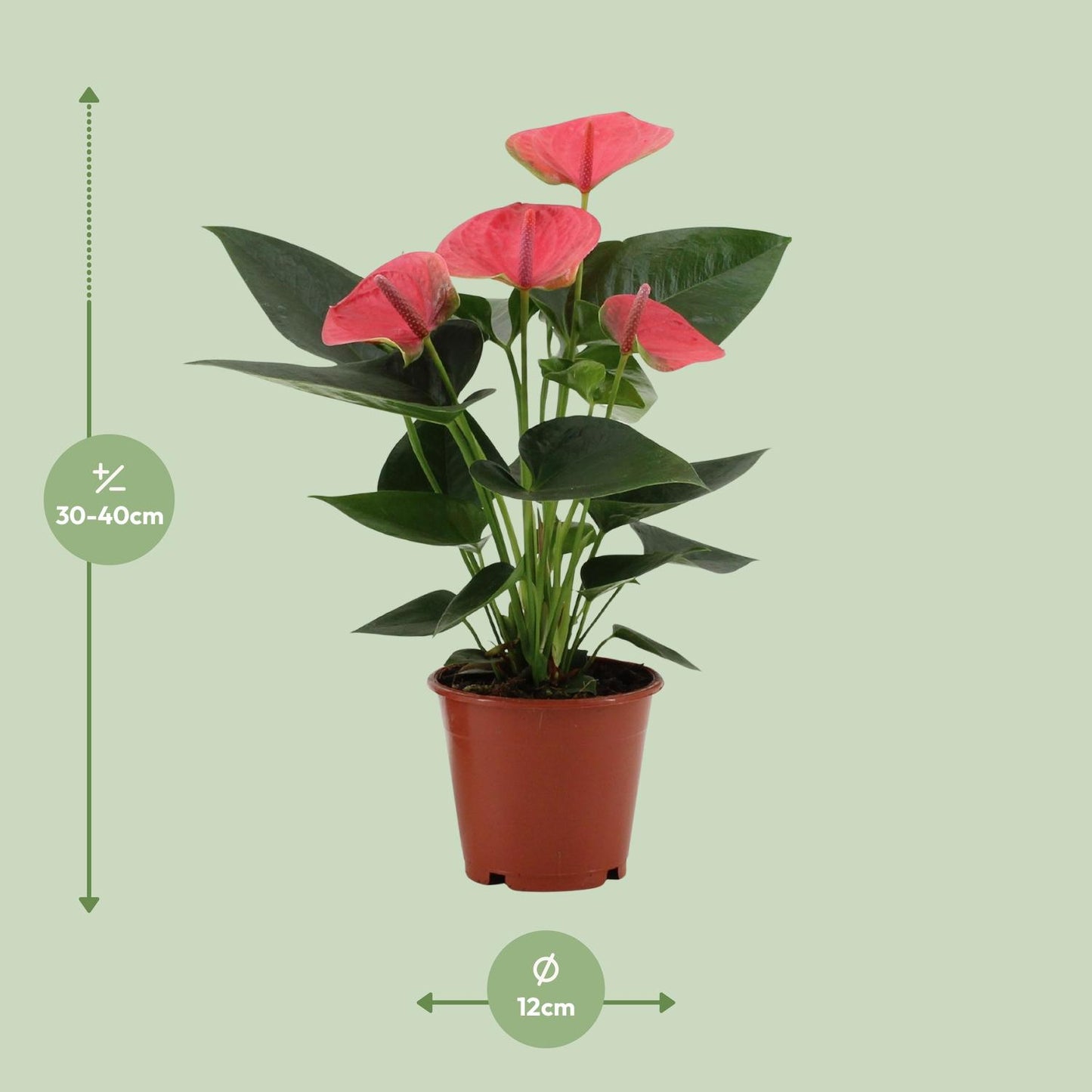 Anthurium Sweet Dream – Tropische Zimmerpflanze Ø12cm