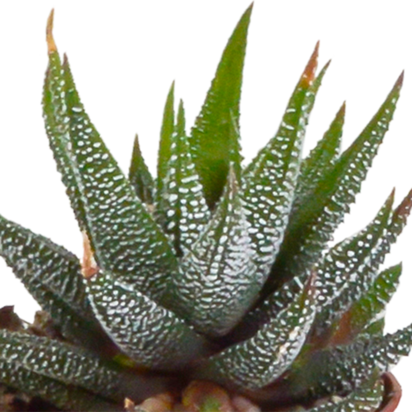 Gasteria & Haworthia Sukkulenten-Mix im mexikanischen Topf 5x 5,5cm