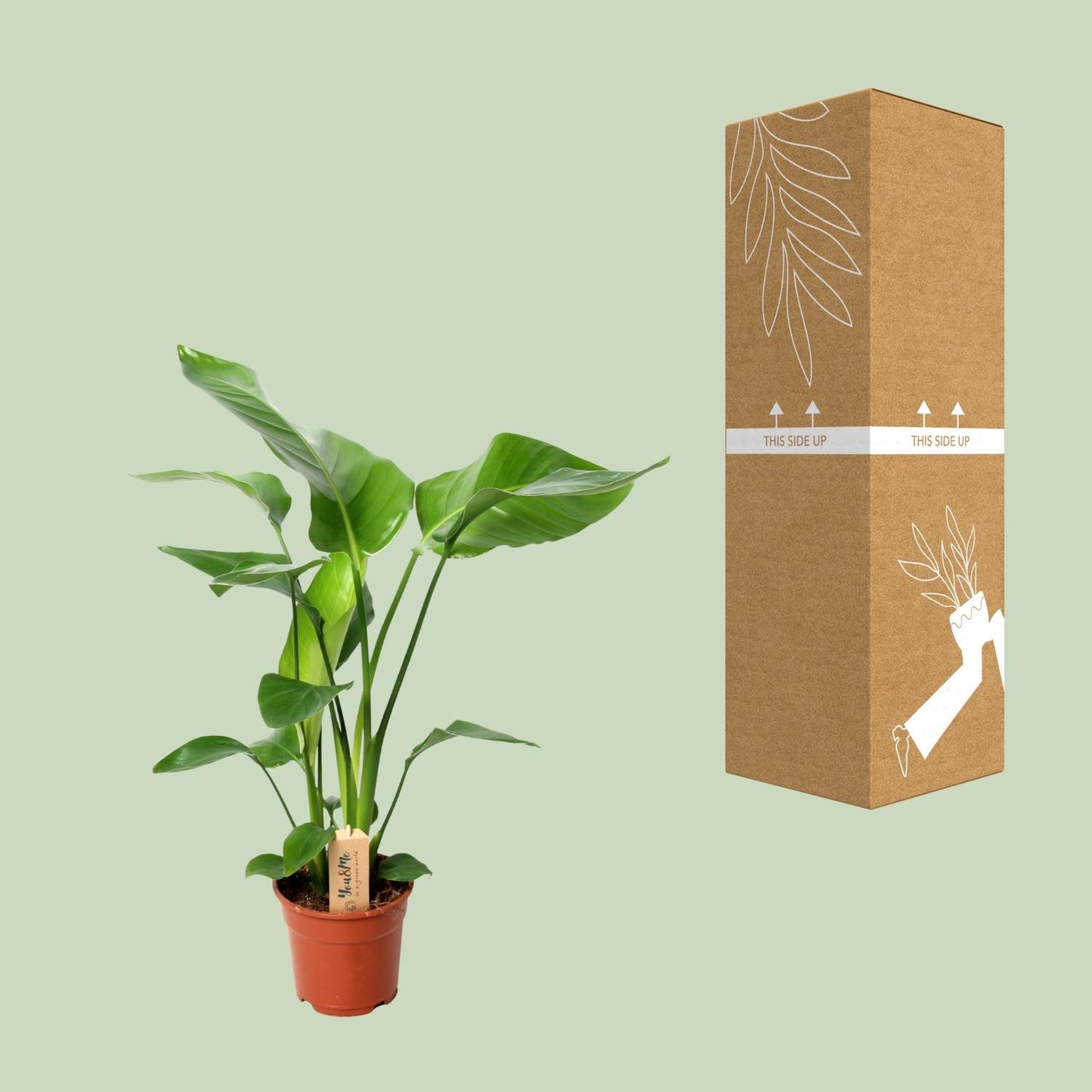 Strelitzia Nicolai – Exotische Paradiesvogelblume Ø17cm, 60cm hoch