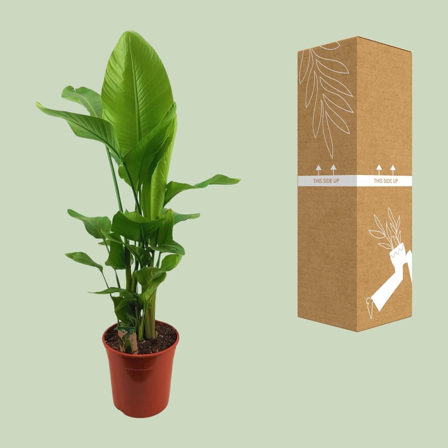 Strelitzia Nicolai – Paradiesvogelblume Ø27cm, 130cm hoch