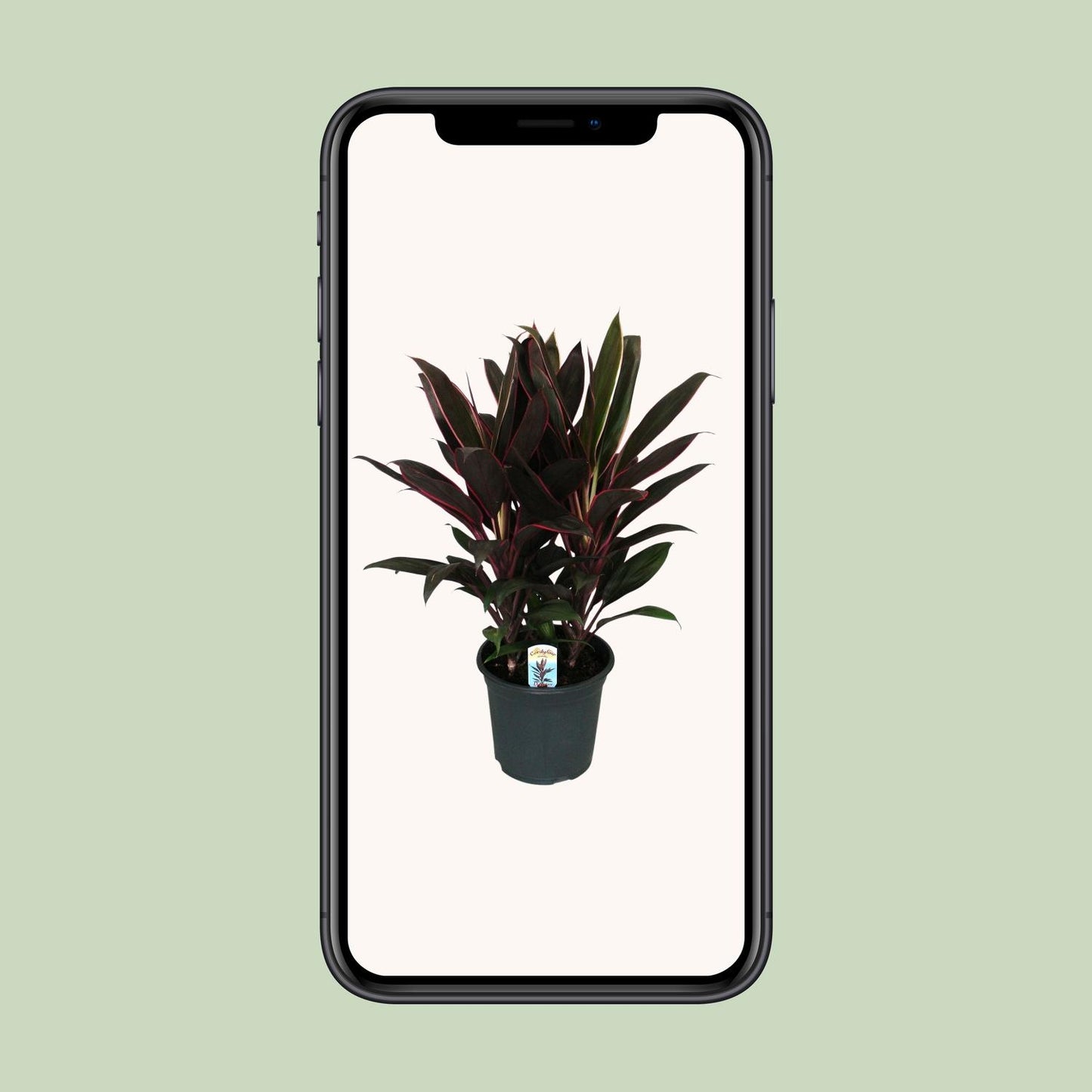 Cordyline Fruticosa Rumba – Pflegeleichte Tropenpflanze Ø19cm
