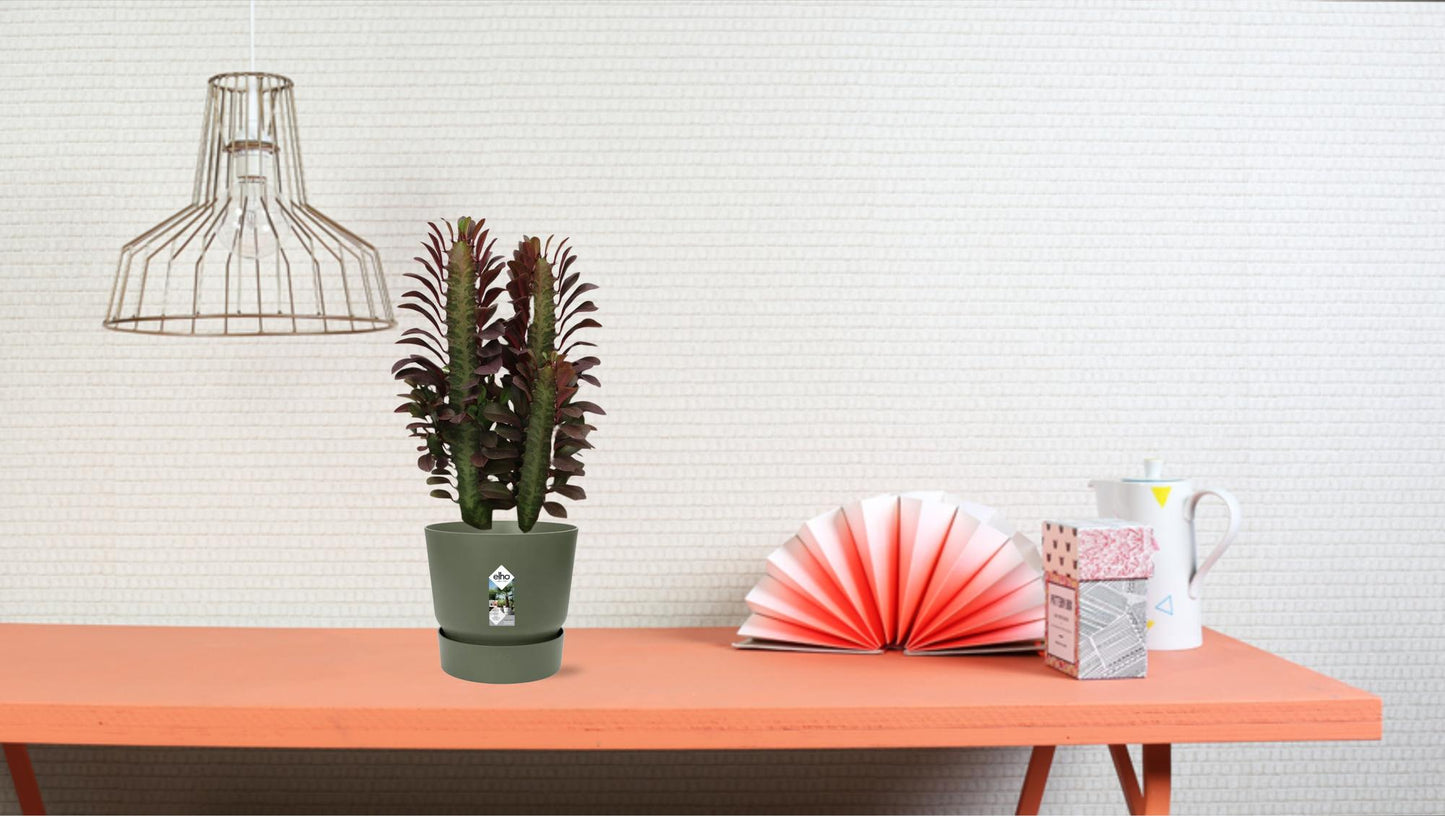 Euphorbia Trigona Rubra – Pflegeleichter Afrikanischer Milchbaum Ø12cm