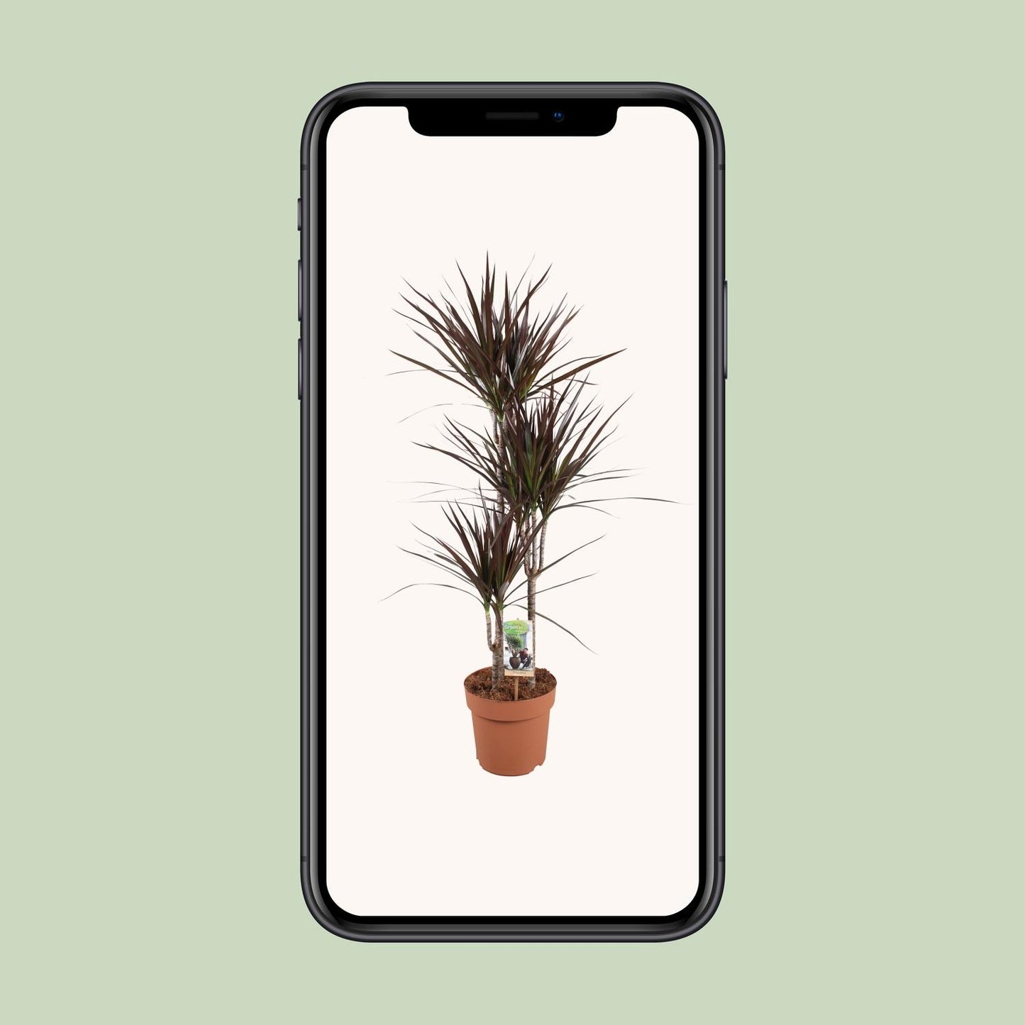 Dracaena Magenta – Pflegeleichter Drachenbaum Ø21cm, 120cm hoch