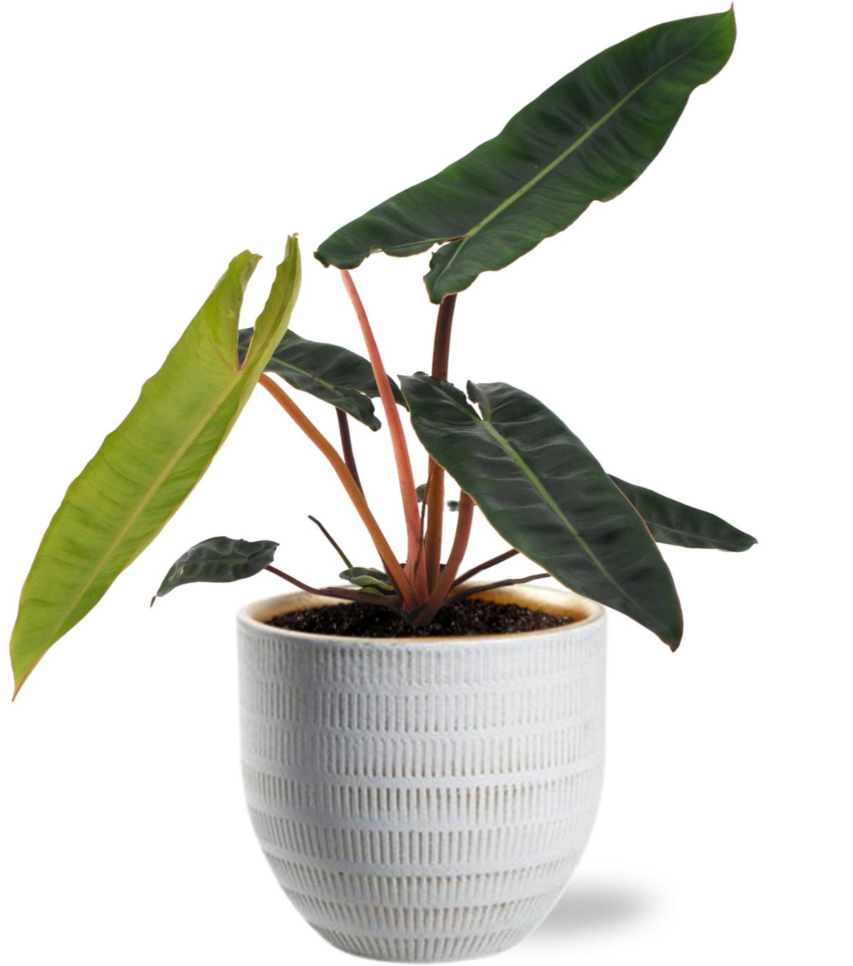 Philodendron Billietiae – Trendige, pflegeleichte Zimmerpflanze im weißen Keramiktopf