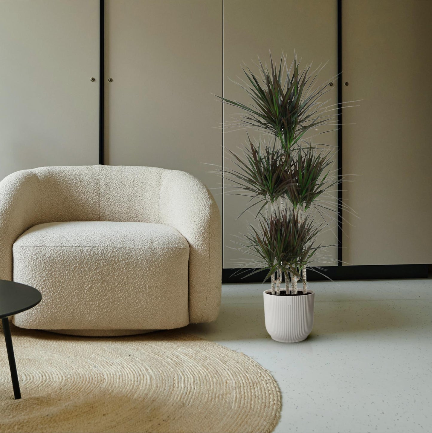Dracaena Magenta Carrousel – Pflegeleichte Tropische Zimmerpflanze 150 cm