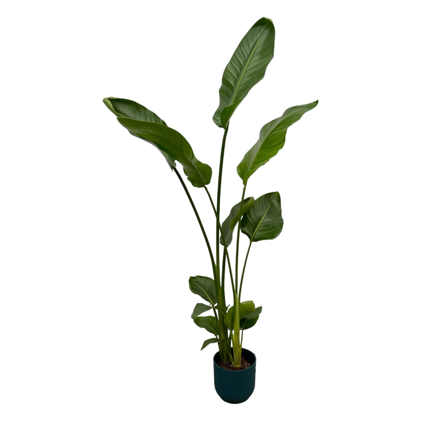 Strelitzia Nicolai mit elho Vibes Fold Round Topf Blau – 100 cm