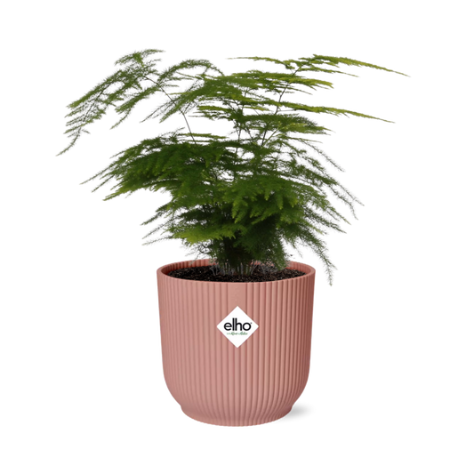 Asparagus Setaceus ‘Plumosus’ im ELHO Vibes Fold 14cm Topf rosa