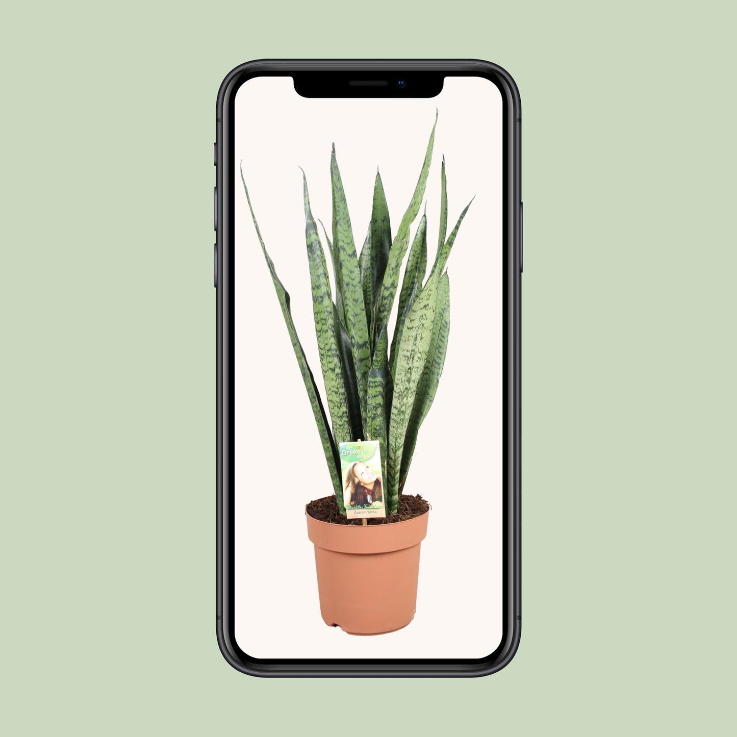 Sansevieria Zeylanica – Pflegeleichte Schwiegermutterzunge Ø21cm