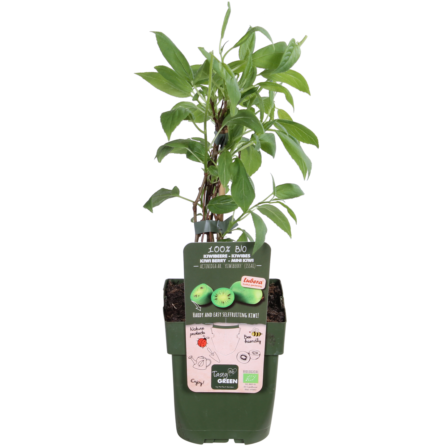 Actinidia arguta 'Issai' - Selbstfruchtende Kiwibes Ø13cm