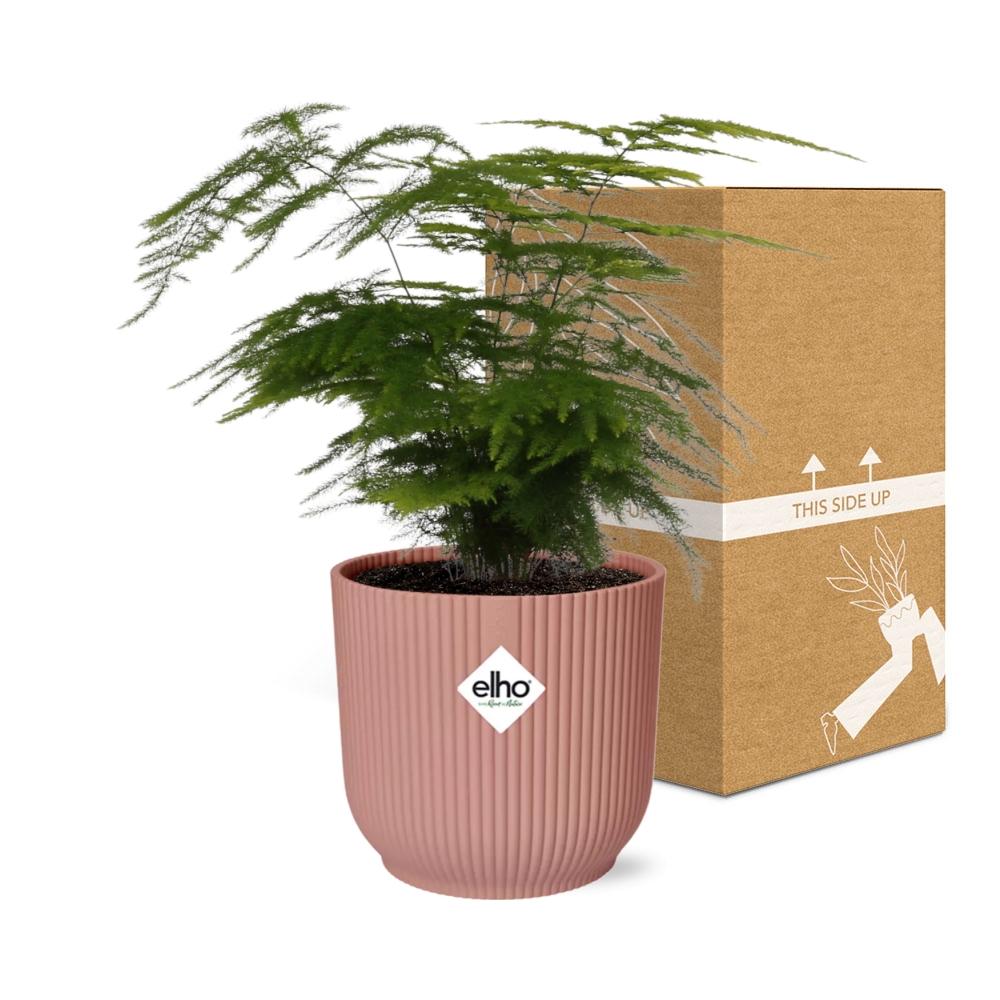 Asparagus Setaceus ‘Plumosus’ – Pflegespargelfarn im ELHO Vibes Fold Topf