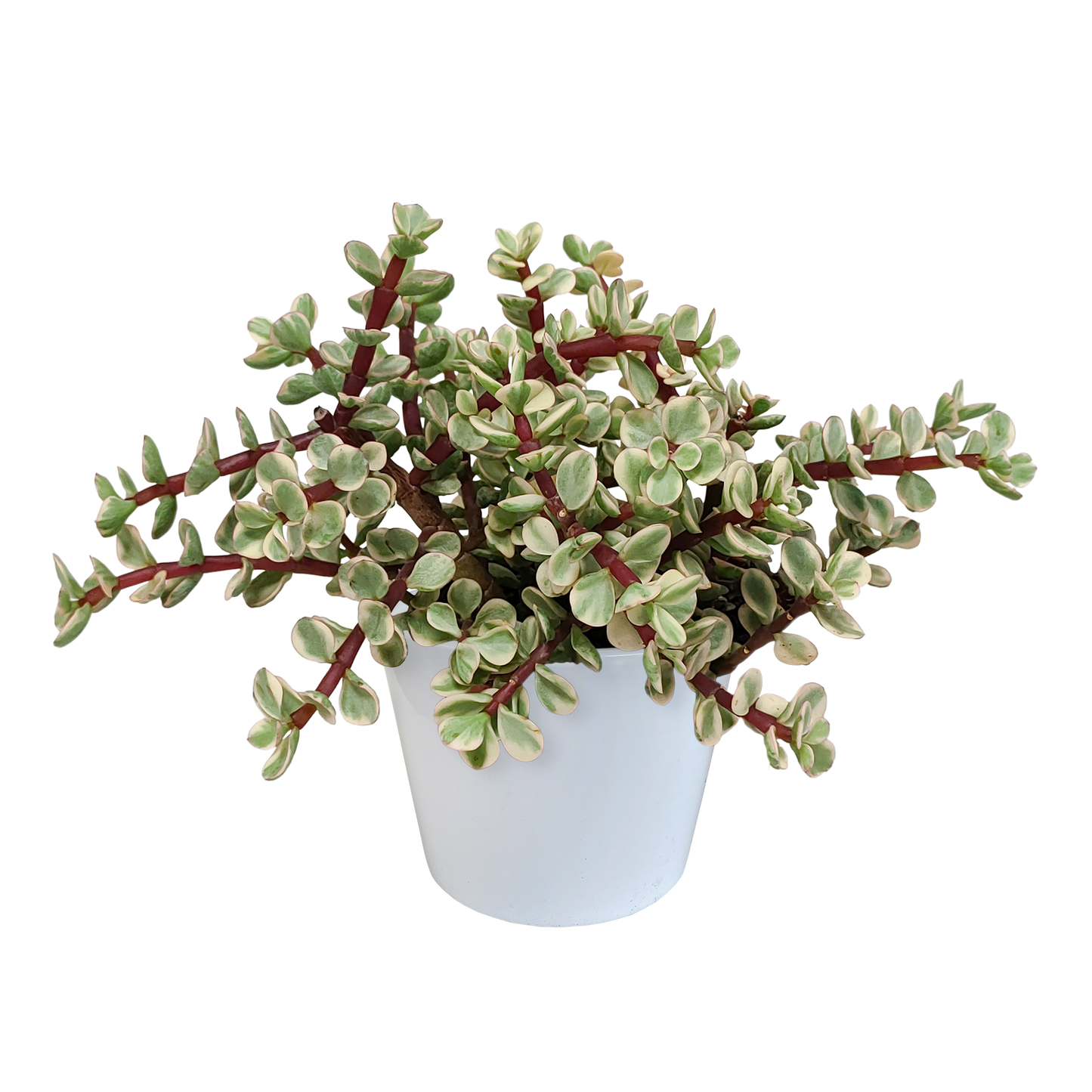 Portulacaria afra Variegata 10,5cm – pflegeleichte Sukkulente im weißen Topf