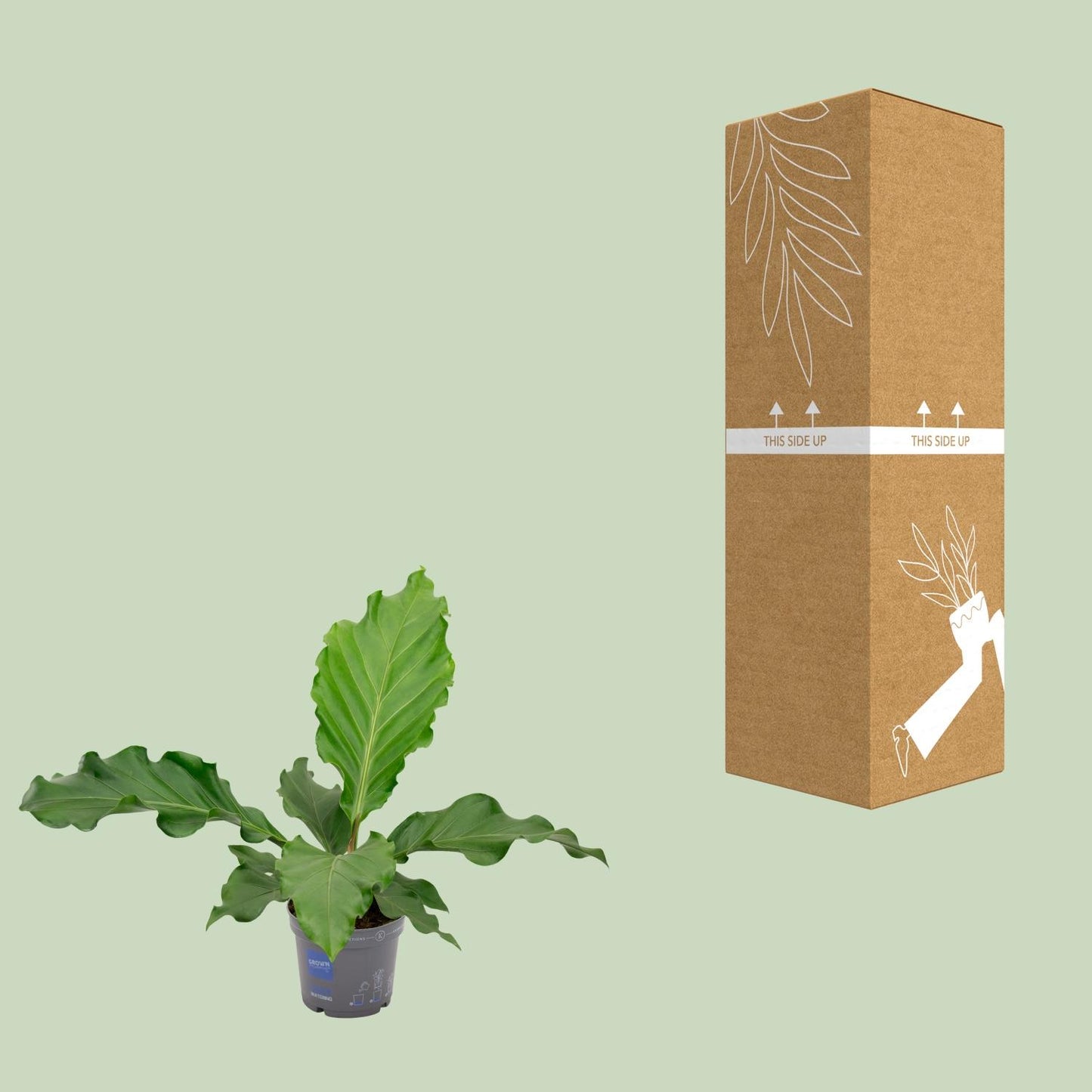 Anthurium Birdnes – Pflegeleichte Zimmerpflanze Ø17cm