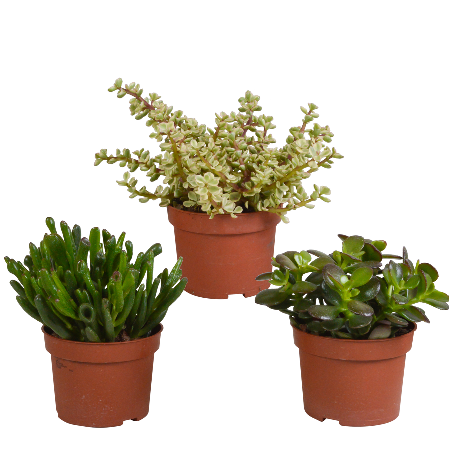 Crassula-Mischung 3er-Set – pflegeleichte Sukkulenten