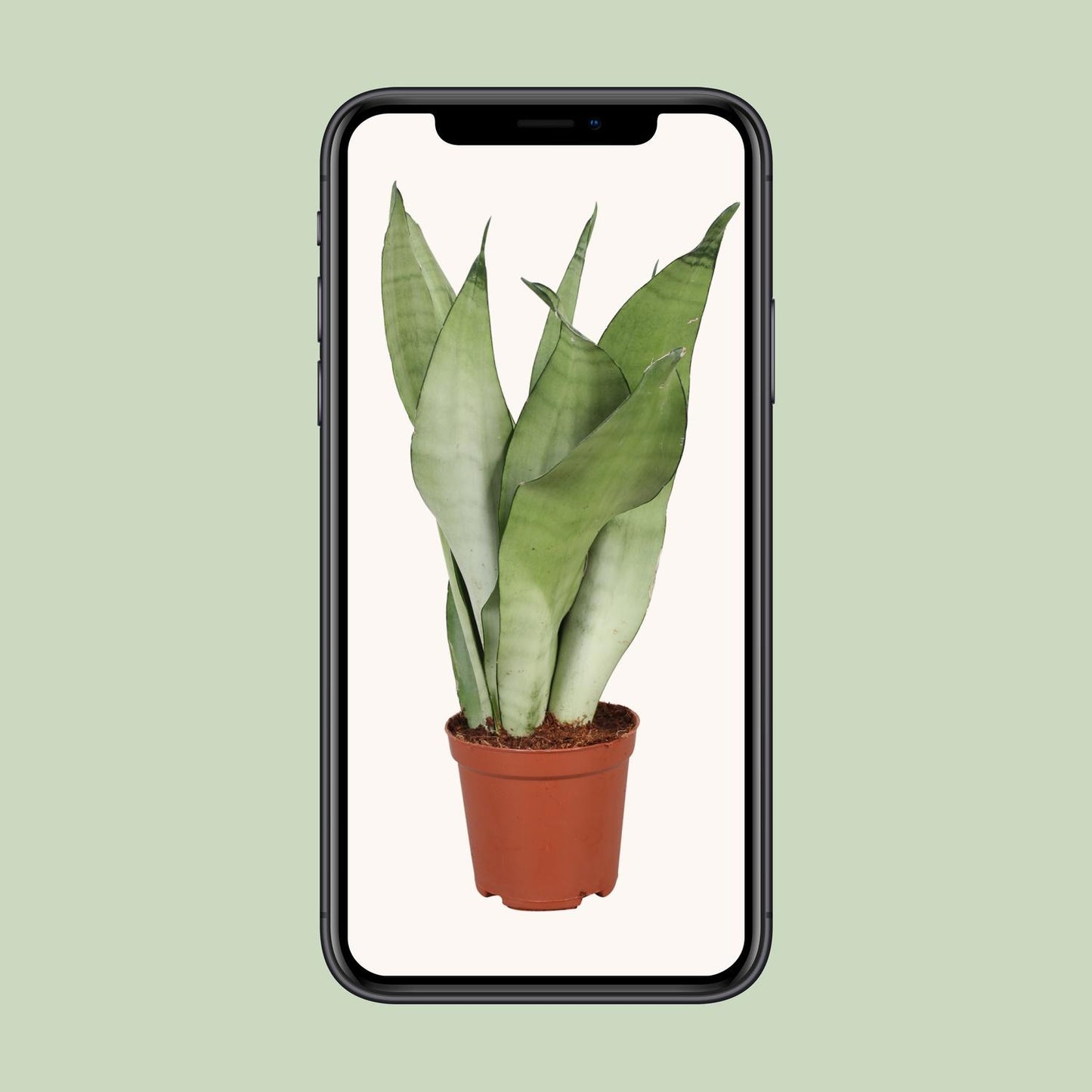 Sansevieria Trifasciata Moonshine – Pflegeleichte Zimmerpflanze Ø12cm