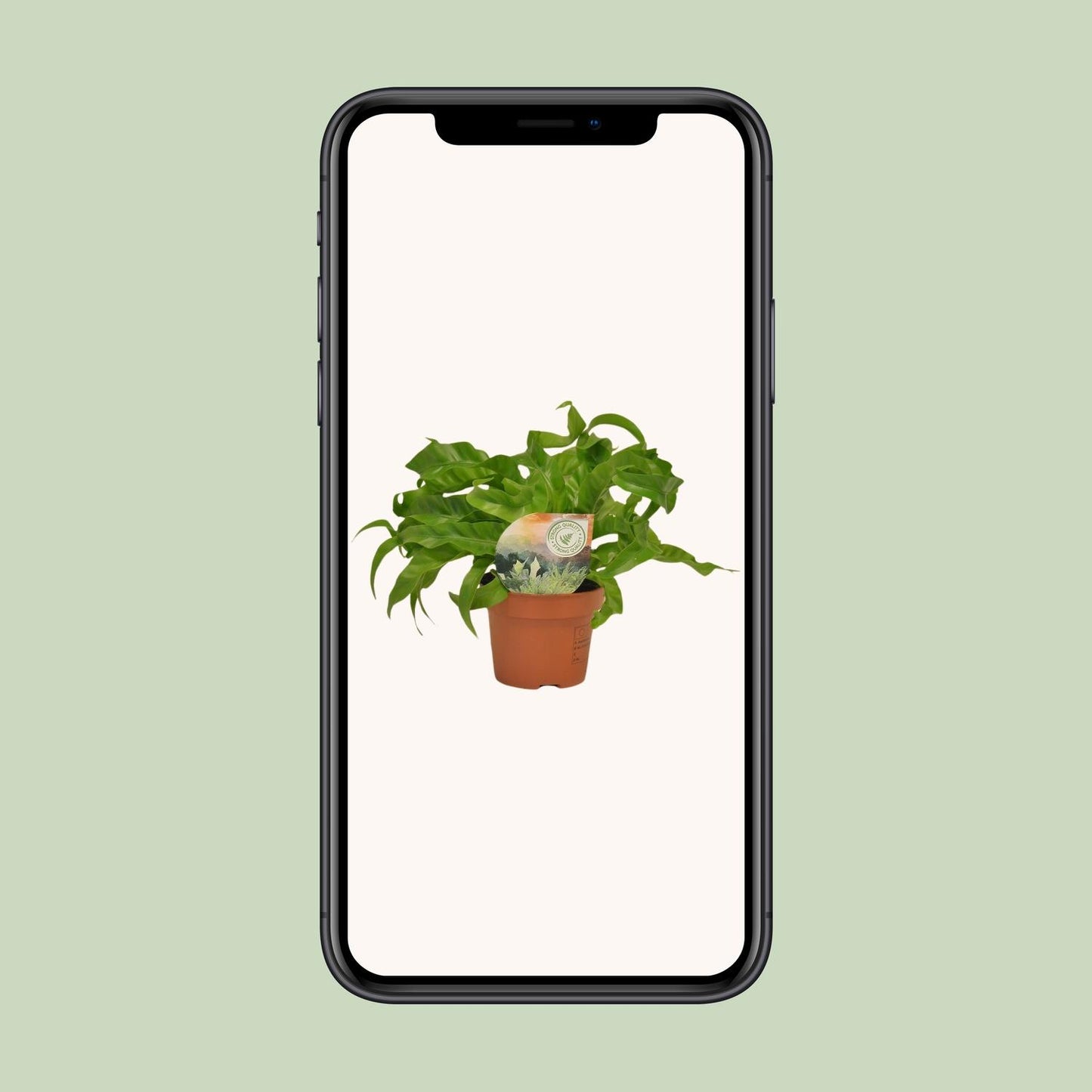 Asplenium Hurricane – Pflegeleichter Nierenfarn Ø12cm, 30cm hoch