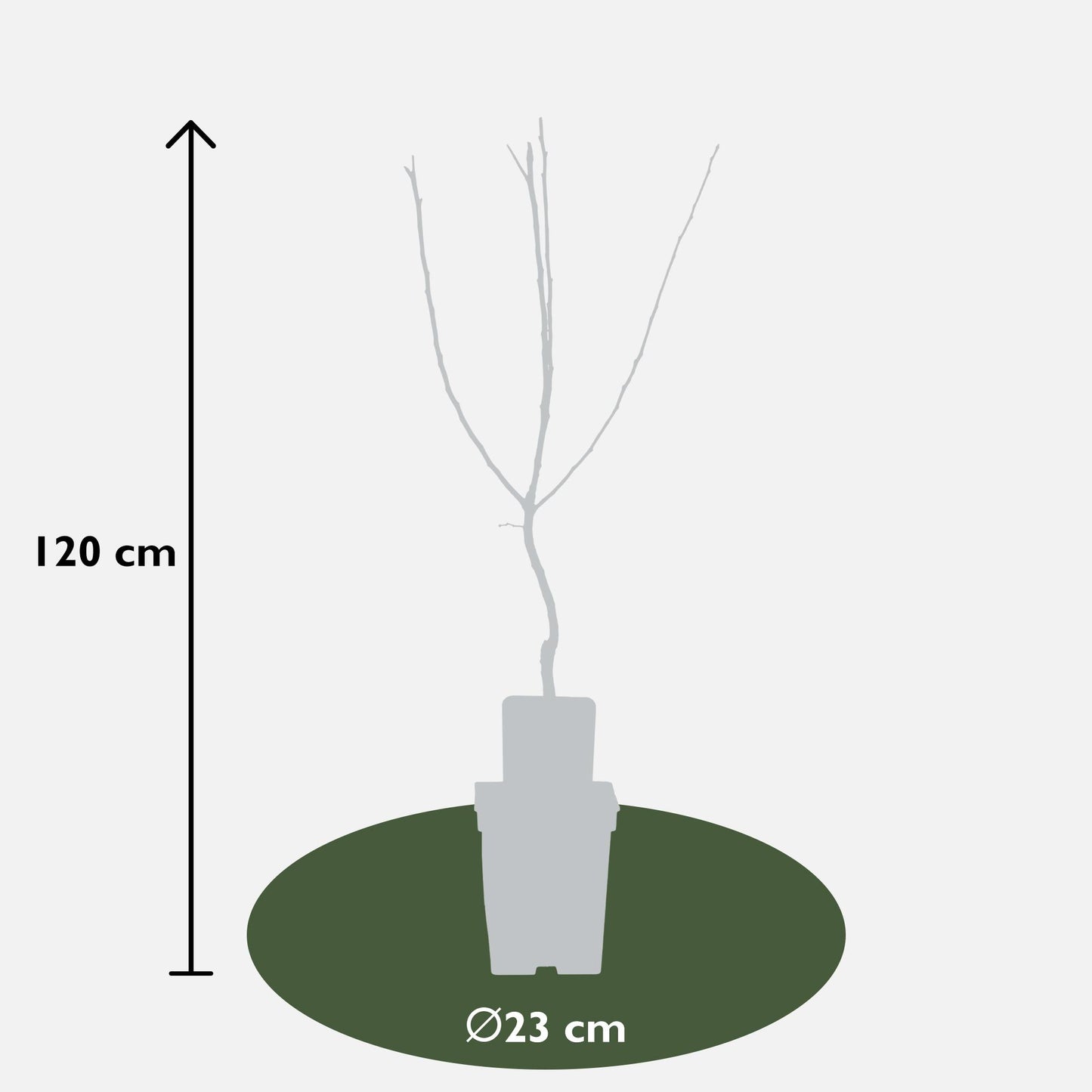 Mispel 'Westerfield' – Pflegeleichter Zierbaum Ø23cm, 120cm