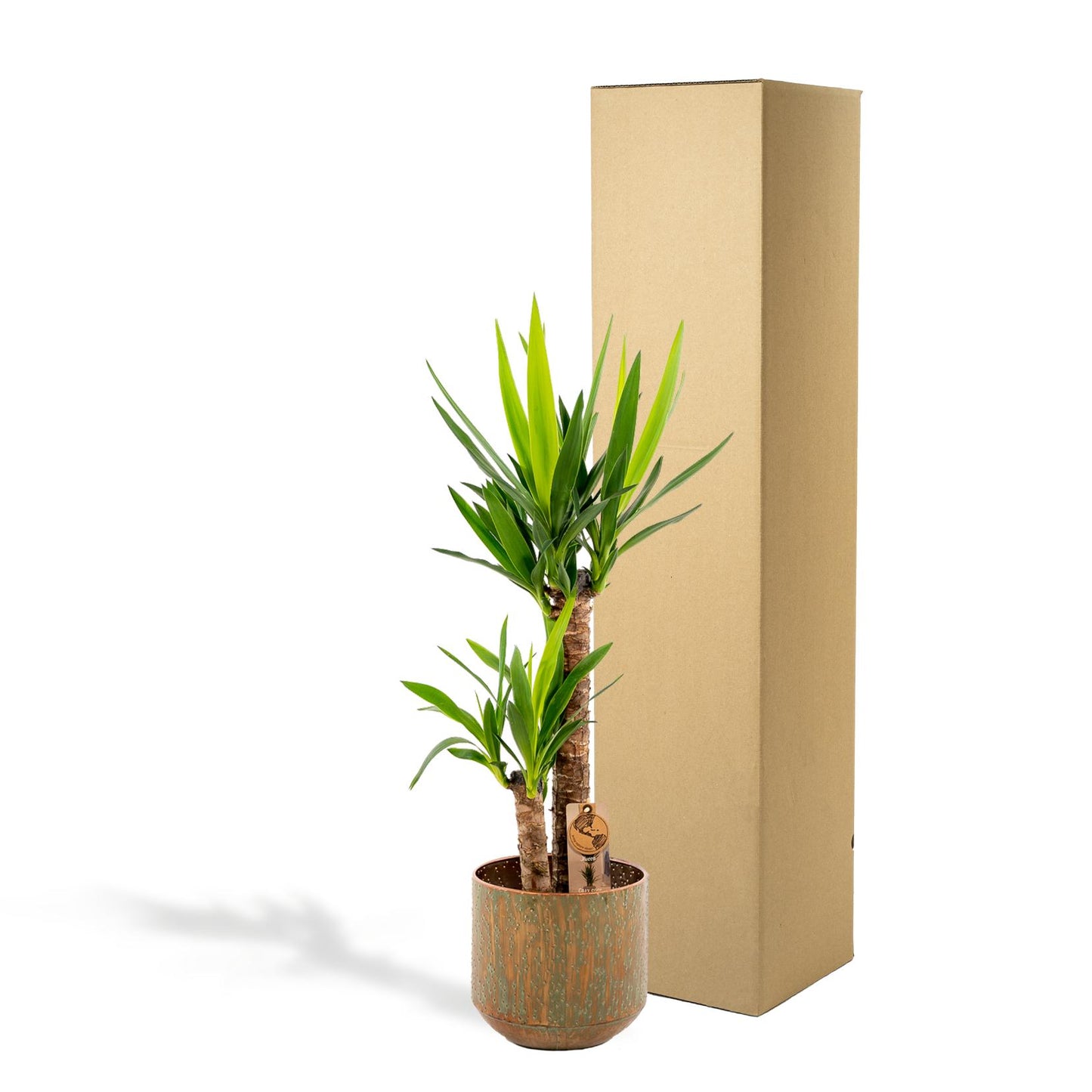 Yucca mit Topf – 100 cm Höhe, Ø 21 cm