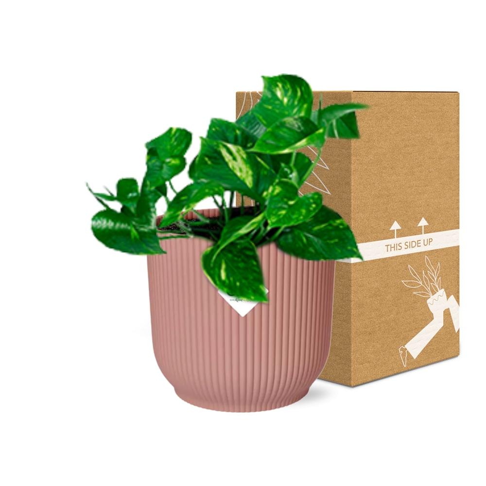Epipremnum Pinnatum ‘Aureum’ im rosa ELHO Vibes Fold Topf 14cm