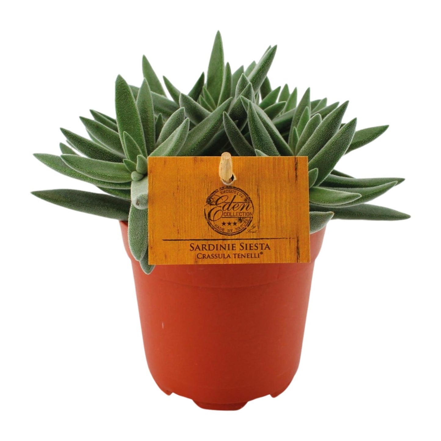 Crassula Tenelli – Pflegeleichte Jade-Pflanze Ø11 cm