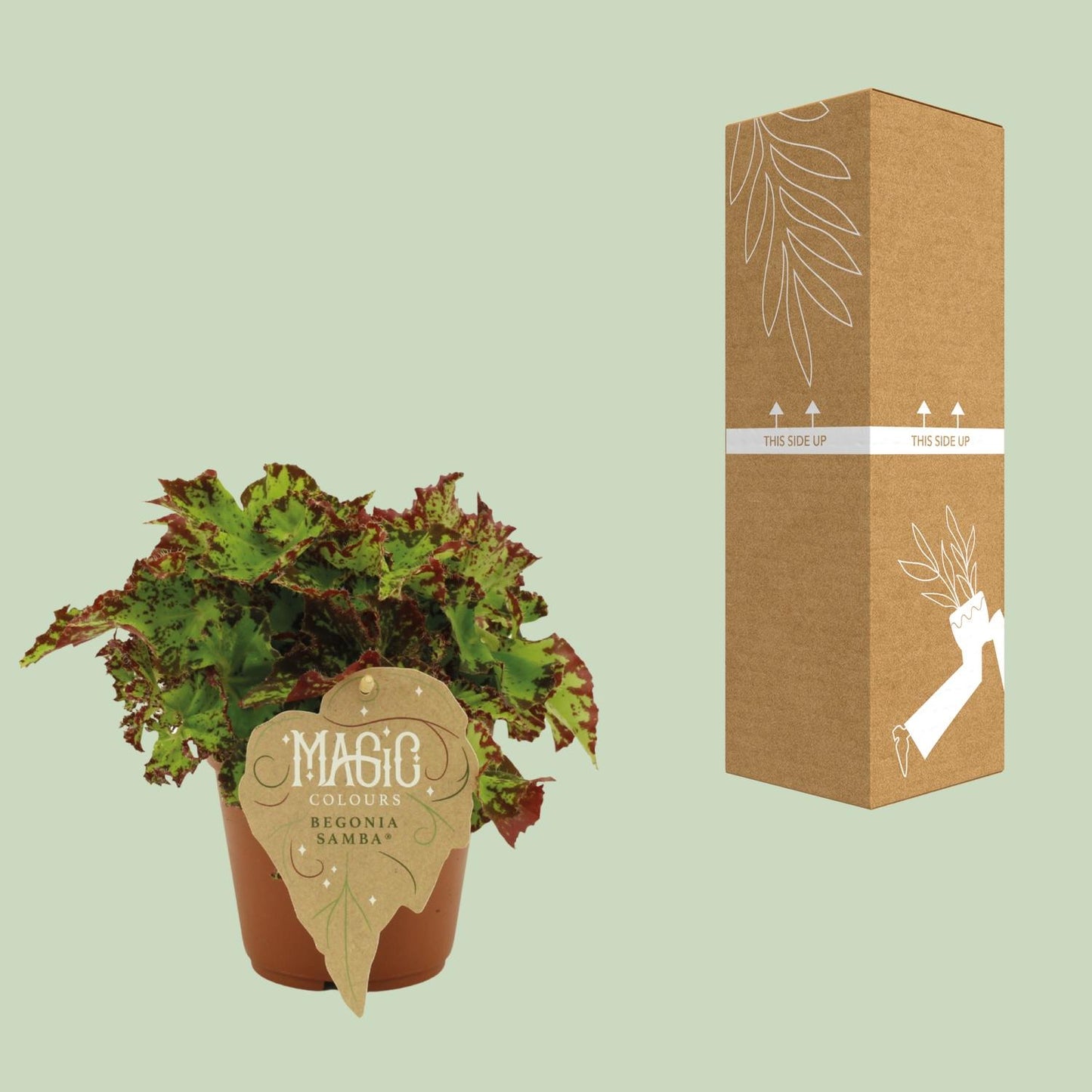 Begonie Rex Samba – Exotische Zimmerpflanze Ø12 cm