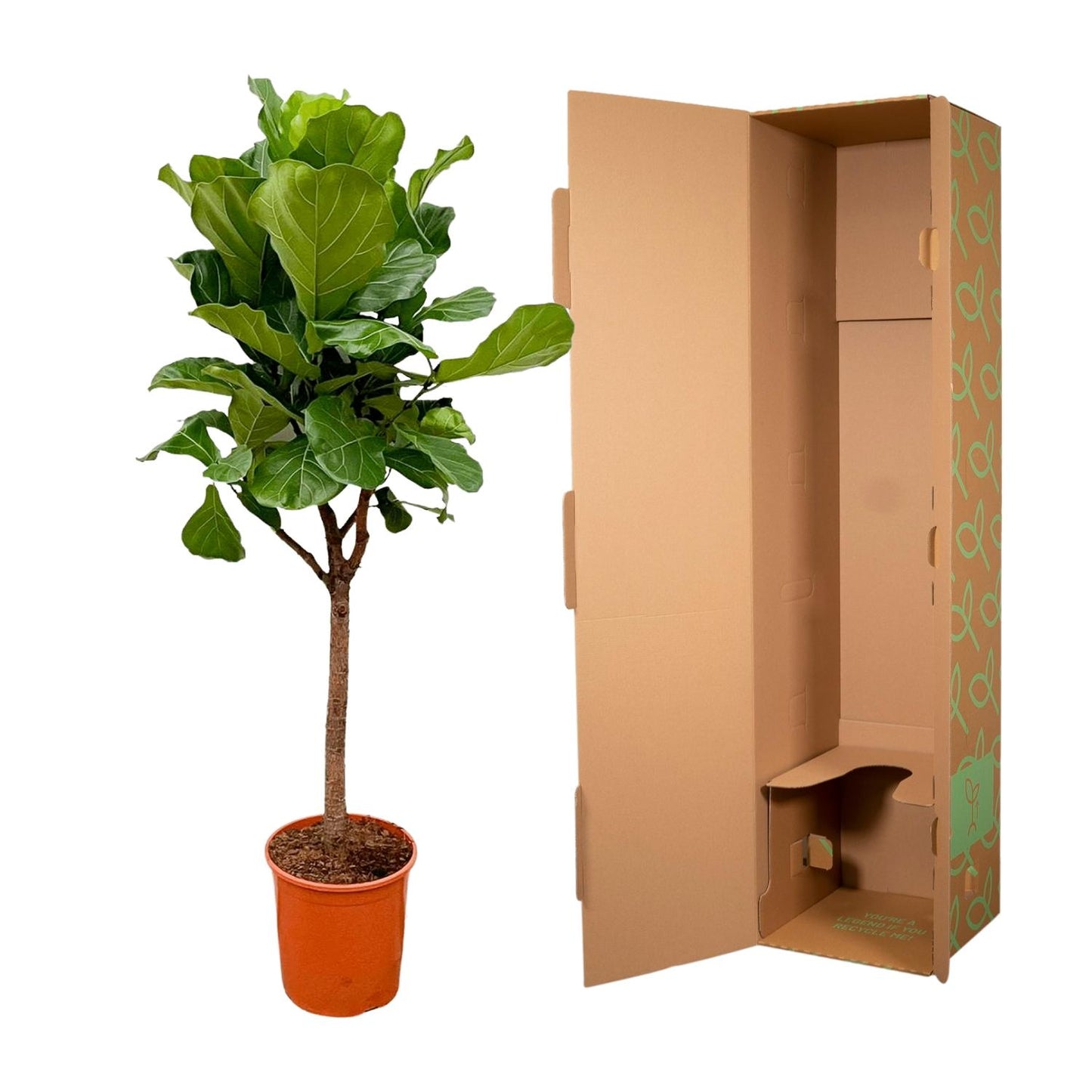 Ficus Lyrata (Geigenfeige) – 170 cm, Ø 30 cm, pflegeleicht