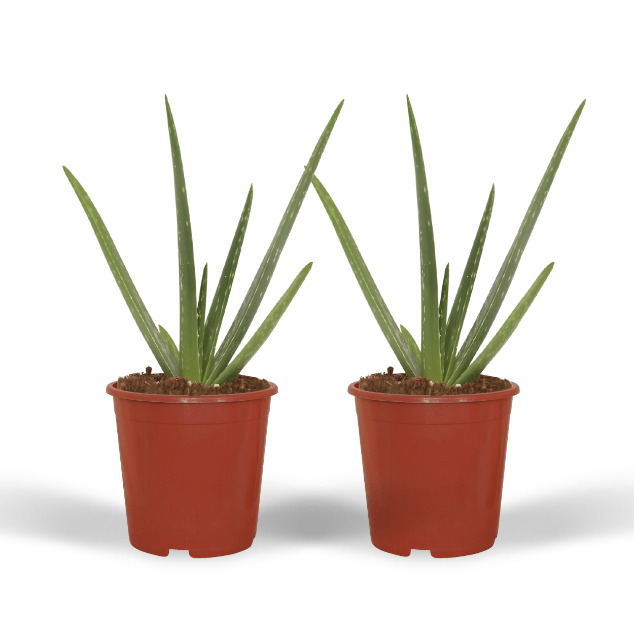 2x Aloe Vera Sukkulente – Pflegeleichte Zimmerpflanze 40 cm