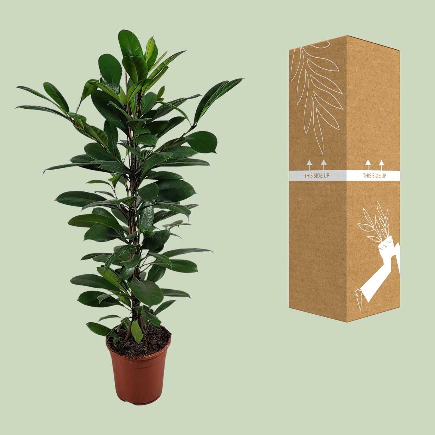 Ficus Cyathistipula – Pflegeleichte, luftreinigende Zimmerpflanze Ø21cm