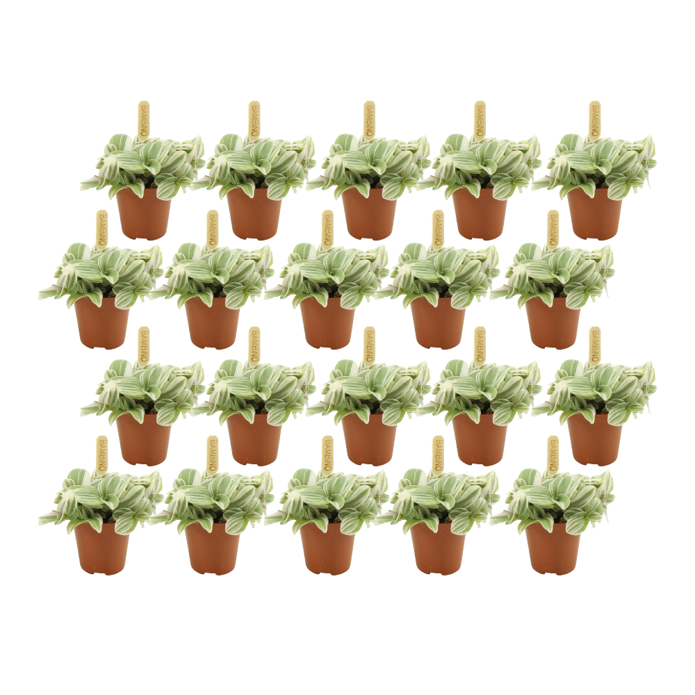 Tradescantia Tenderness – 20er Set, pflegeleicht, Ø 5,5 cm