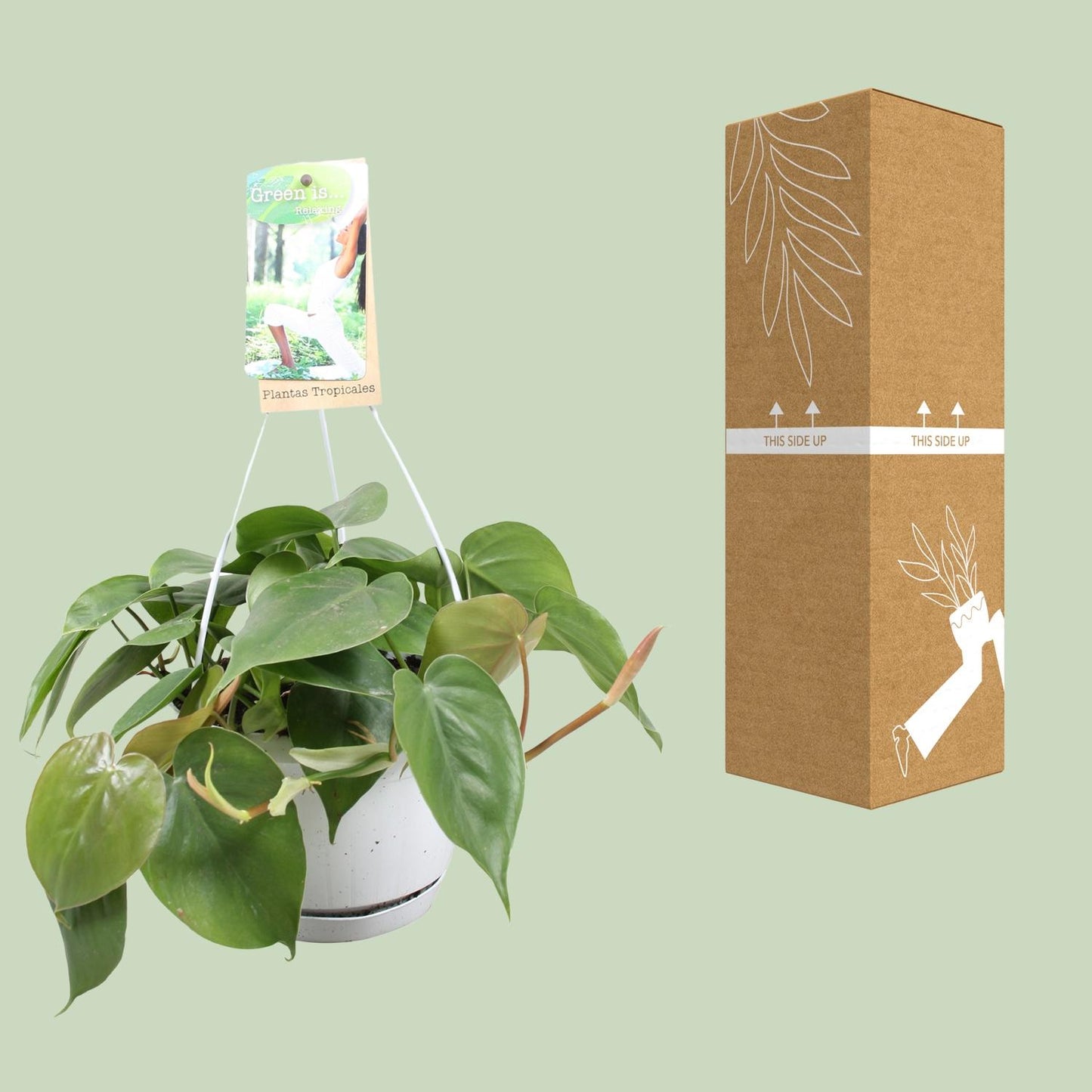 Philodendron Scandens – Pflegeleichte Zimmerpflanze Ø17cm