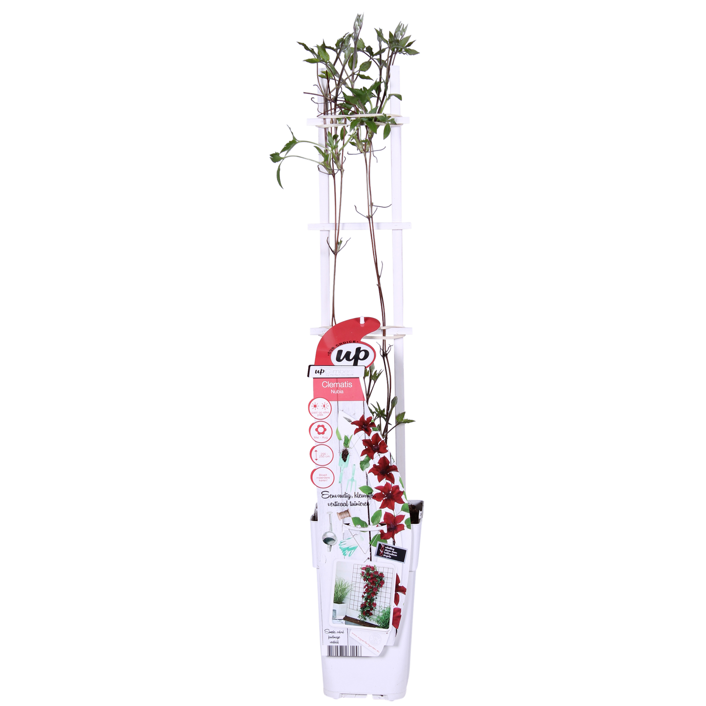 Clematis Nubia – Rote Kletterpflanze für Balkon & Garten