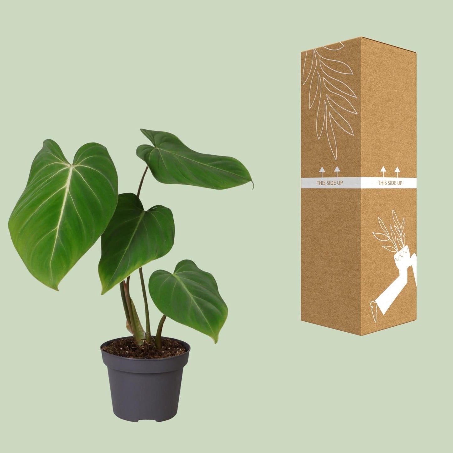Philodendron Gloriosum – Pflegeleichte Zimmerpflanze Ø12cm