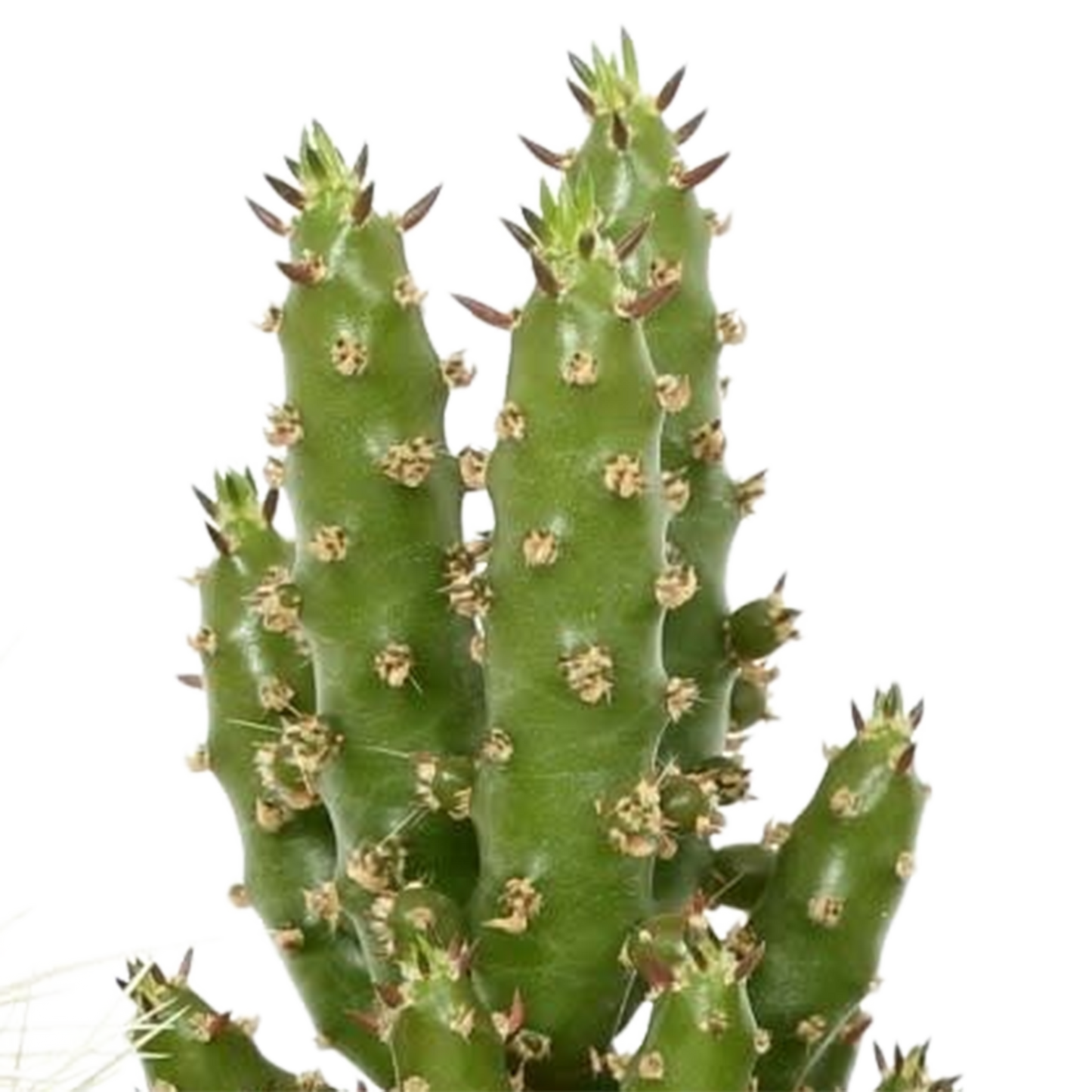 Kakteenmischung 5x im handbemalten Mexiko-Pot 5,5 cm