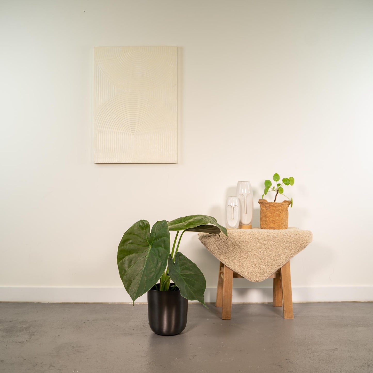 Alocasia Wentii Ø19cm – Stilvolles Elefantenohr mit Topf Mayk Lead